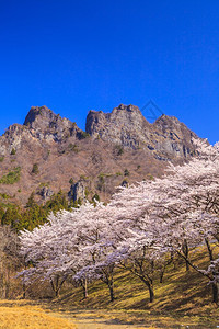 日本春天的樱花树和妙木山图片