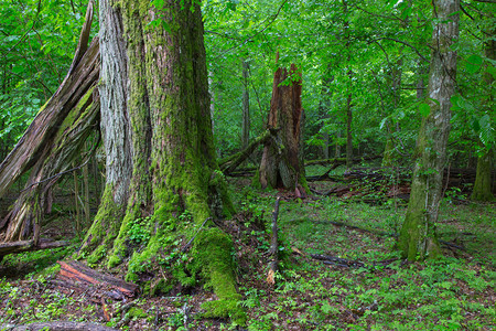 Bialowieza森林夏季落叶林中的老椴树图片