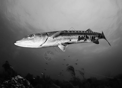 加勒比海古巴美国照片Barracuda大鱼Sphyraenacal图片