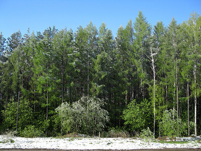 森林和雪中有绿树图片