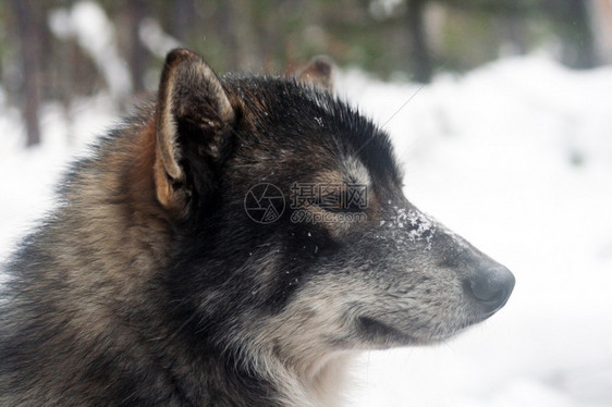 西伯利亚猎狗莱卡西伯图片