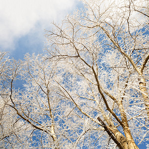 冬日白雪覆盖的大树光秃的树枝图片