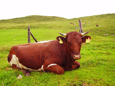 夏天好气里阿尔卑斯山的母牛图片