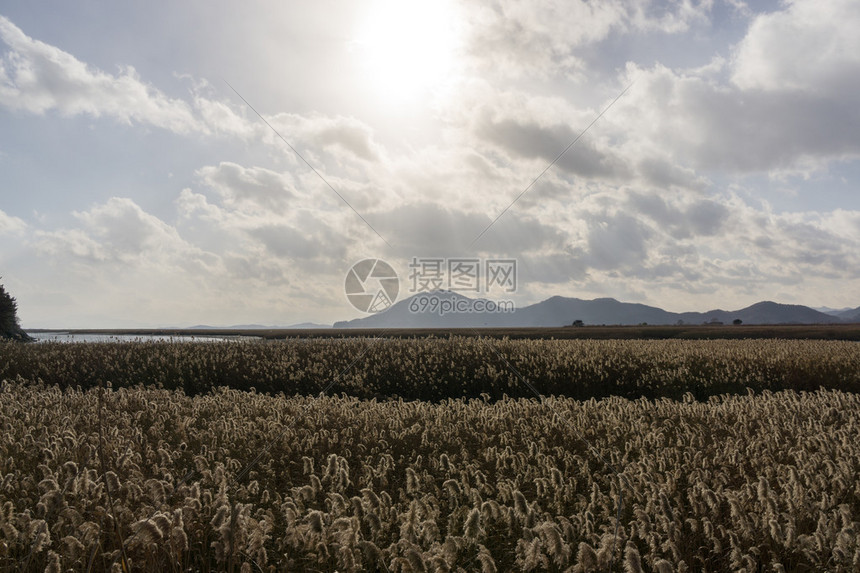 孙川湾野生图片