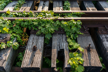 韩国废弃的铁路被灌木和藤蔓覆盖图片