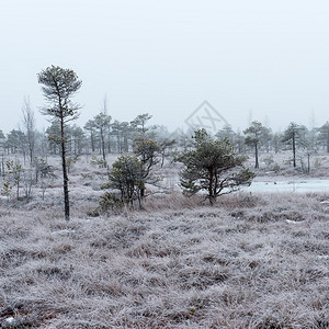 乡村寒冷冬季沼泽中的雪景图片