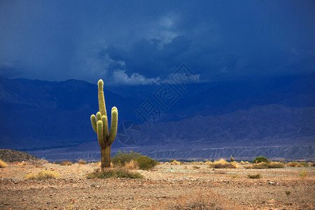 阿根廷北部CactusLosCardon图片