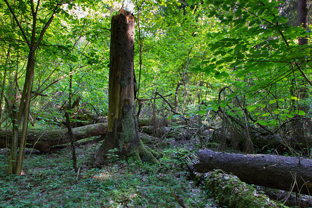 夏日比亚洛威扎森林的古老树桩和其他躺着和老旧自图片