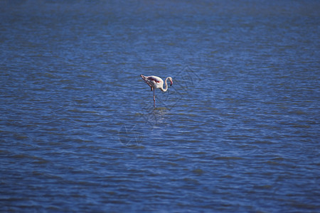 湖中孤独的火烈鸟图片
