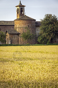 意大利黄稻田的图片