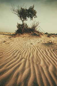 有细沙和树木的野生海滩图片
