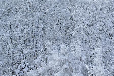 美国密歇根州亚基斯普林斯州立公园冬图片