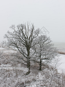 有雾和白色领域和霜的冬天农村场面拉脱维亚图片