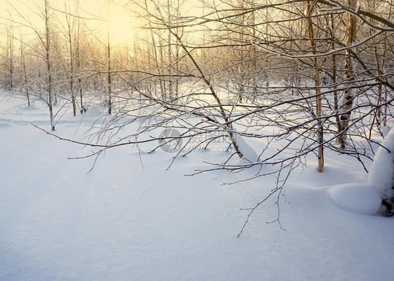 日落时风景冬季森林图片
