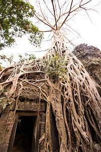 古代高棉建筑TaProhm寺庙在柬埔寨吴哥WatSie图片