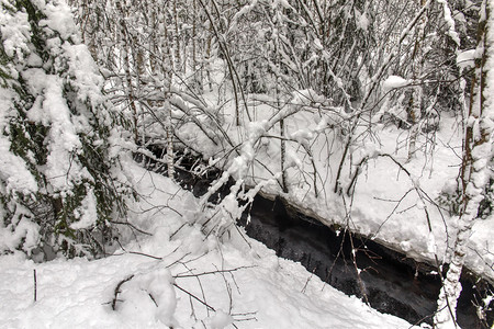 混交林中的冬季雪景背景图片