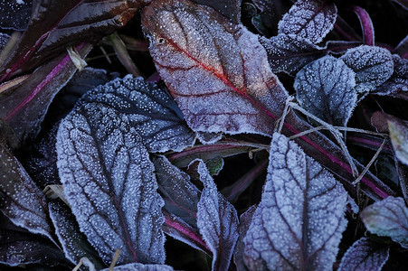 一株被早霜触动的紫叶植物图片