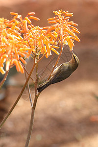 小鸟吃花图片