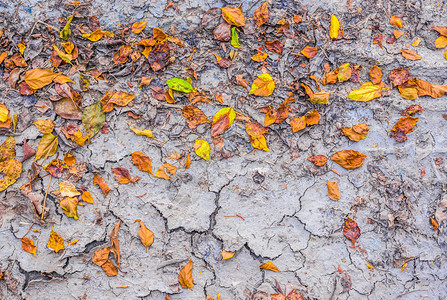 干枯的棕色叶子在裂开的土地上图片
