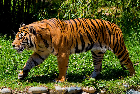 大老虎在花园或森林图片
