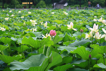 花园图片