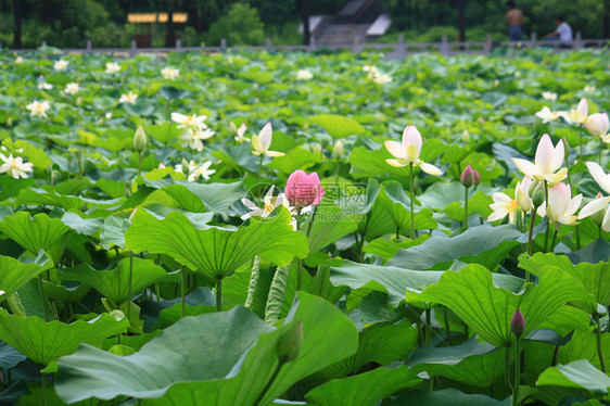 花园图片