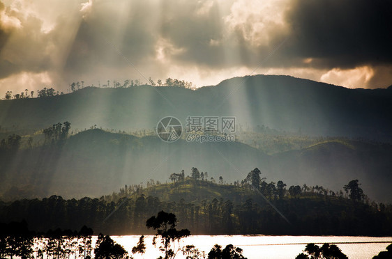 斯里兰卡的茶园景观图片