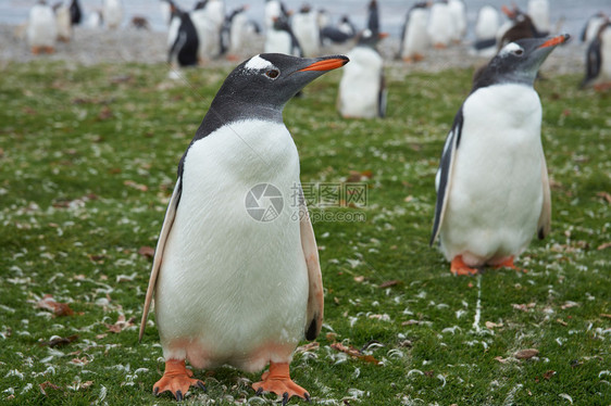 福克兰群岛Bleaker岛草地上的根托企鹅Pygoscepelis图片