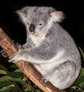 Koala是澳洲人每天数小时图片