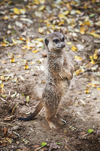Meerkat或suricacate是属于蒙戈斯家族Herpestidae图片