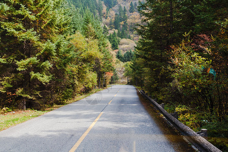 森林道路图片