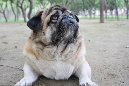 一只胖的哈巴狗图片