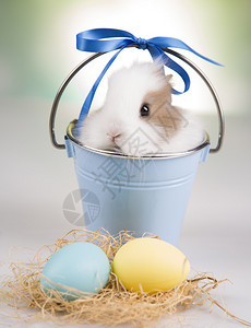 蓝桶里的兔子鸡蛋图片