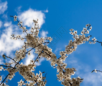 春时美丽开花的樱桃树枝在天气好的图片