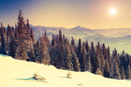 在早晨的阳光下令人惊叹的山脉公园喀尔巴阡图片
