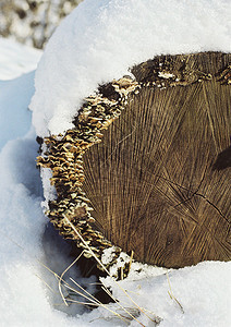 作为背景森林农村地区下雪的林木柴堆上布图片
