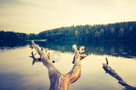 美丽的日落景观在湖与老死树干与复古心情的照片拍摄于波兰马祖里湖区图片
