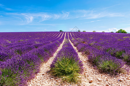 法国普罗旺斯Valensole附近美丽盛开的薰衣草田一排紫色的花朵著名受欢迎的目地和游客在夏图片