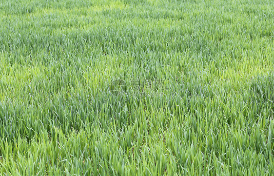 巨大的绿小麦田春天图片