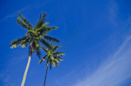两棵椰子树图片