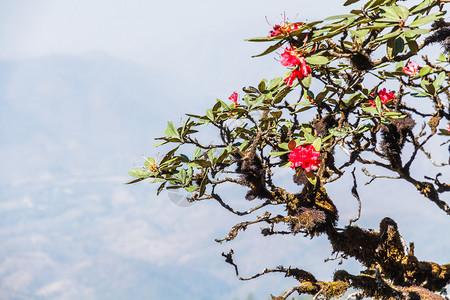 在泰国清迈DoiInthanon公园的KewMaePan自然道上的Rhododendronarbo背景图片