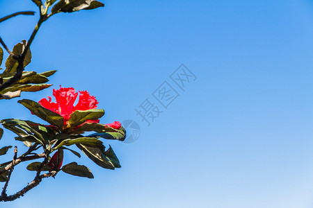 在泰国清迈DoiInthanon公园的KewMaePan自然道上的Rhododendronarbo背景图片
