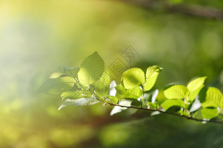 与太阳光芒的美丽的树枝图片