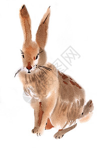 一只兔子的水彩插图图片