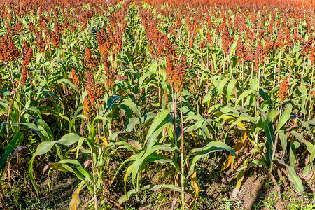 产品农业照片  |白色背景中突显的木碗中的高粱米照片  |小米或高粱在