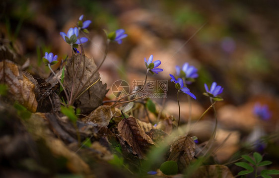 在春光林中拍摄的美丽蓝春季肝脏Hepaticano图片