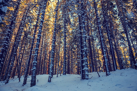 冬季森林背景图片