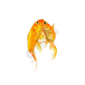 两条金鱼相依为命在白色背景上被孤立以5D马克3图片