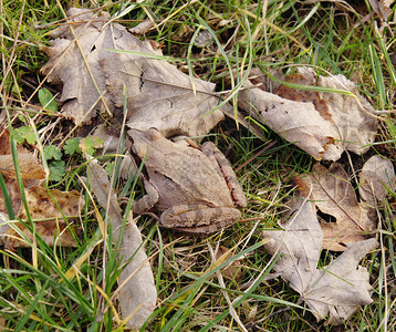秋天叶的青蛙罗阿达马提图片