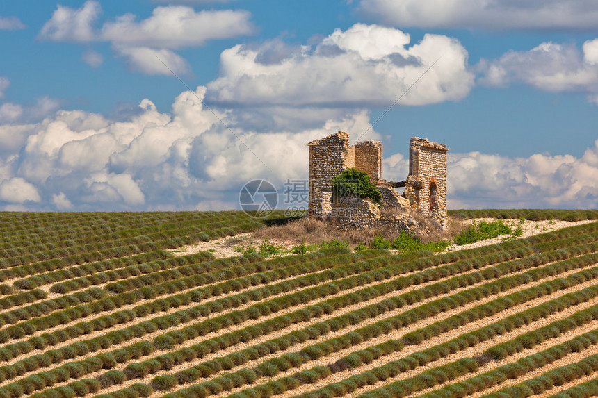 法国普罗旺斯Valensole瓦伦索利采伐的熏衣草田高清图片下载-正版图片507191260-摄图网